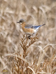 Eastern Bluebird
